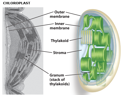 chloroplast.png